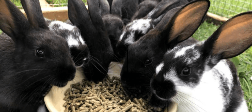 I’ll just feed my bunny&nbsp;carrots.